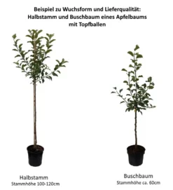 Rote Wolke - Rotfleischiger Apfel Malus Domestica `Rote Wolke´ -Pflanzenhof Geschaft 0 Baumformen Buschbaum und Halbstamm5ziXuJNFwFLvF