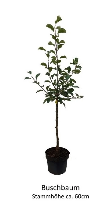 Rosette® Malus Domestica 5 Rosette® Malus Domestica – Bild 5