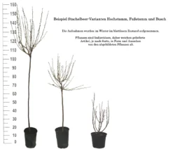 Tatjana, Grün, Fast Stachellos Ribes Uva-crispa `Tatjana´ -Pflanzenhof Geschaft 1 Beispiel Stachelbeeren Wuchsformen5728MZOmFH4CB