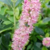 Zimterle - Clethra Clethra Alnifolia