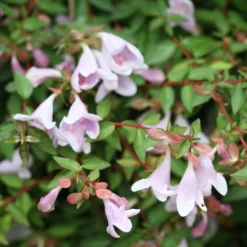 Abelie `Pinky Bells®´ Abelia Grandiflora