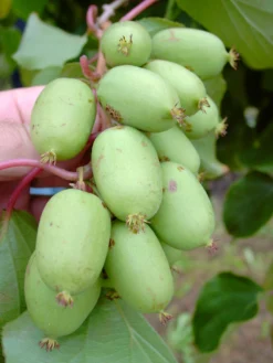 Bayern-Kiwi `Issai´ (selbstfruchtbar) Actinidia Arguta `Issai´