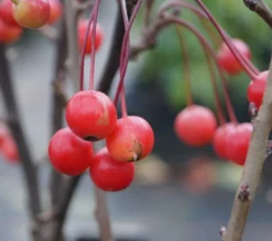 Zwerg-Zierapfel `Adirondack´ Malus ´Adirondack´ -Pflanzenhof Geschaft Adirondack Frucht Oktober