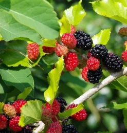 Kompakt Wachsende Maulbeere `Mulle´ Morus Acidosa `Mulle´