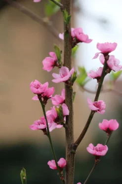 Säulen-Nektarine `Alice Col´ Ⓢ Prunus Nucipersica `Alice Col´ 6 Säulen-Nektarine `Alice Col´ Ⓢ Prunus Nucipersica `Alice Col´ -Pflanzenhof Geschaft Alice Col Bl te