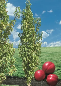 Titelseite -Pflanzenhof Geschaft Alice Col Wuchs