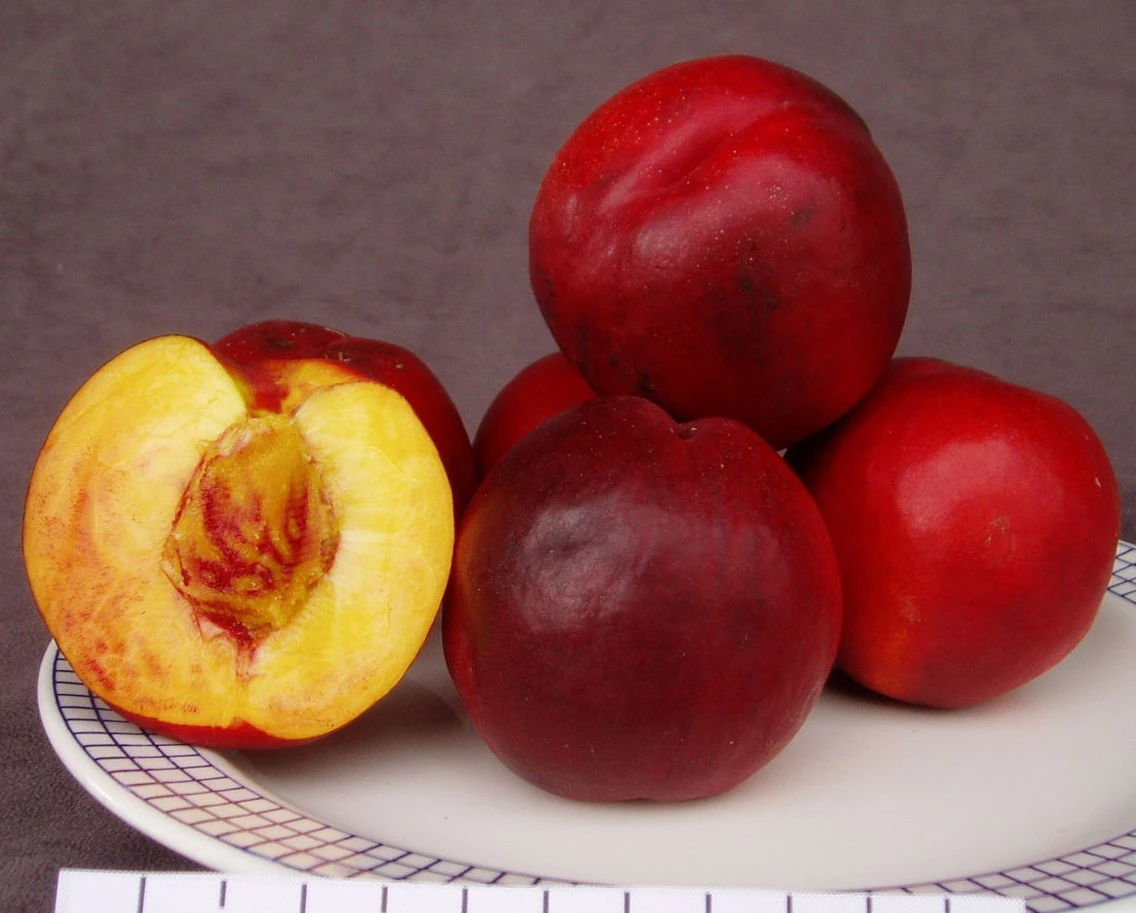 Säulen-Nektarine `Alice Col´ Ⓢ Prunus Nucipersica `Alice Col´ 1 Säulen-Nektarine `Alice Col´ Ⓢ Prunus Nucipersica `Alice Col´