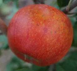 Alkmene Malus Domestica -Pflanzenhof Geschaft Alkmene5b8547cfd7c99