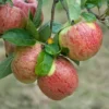 Altländer Pfannkuchenapfel Malus Domestica `Altländer Pfannkuchenapfel´