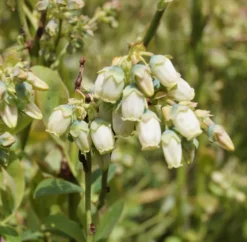 Titelseite -Pflanzenhof Geschaft Ama Heidelbeere Bl te