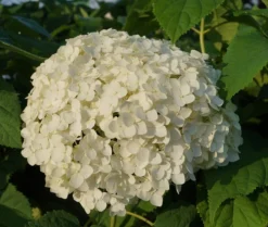 Garten-Hortensie `Incrediball®´ Hydrangea Arborescens -Pflanzenhof Geschaft Anabelle Hortensie