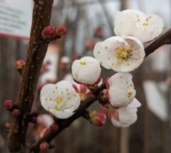 Ungarische Beste Prunus Armeniaca `Ungarische Beste´ 8 Ungarische Beste Prunus Armeniaca `Ungarische Beste´ -Pflanzenhof Geschaft Aprikose Bl te