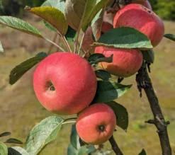 Säulenapfel Arbat ® Malus Domestica -Pflanzenhof Geschaft Arbat S ulenapfel2