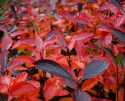 Aronia- Apfelbeere Hugin Aronia Melanocarpa `Hugin´ -Pflanzenhof Geschaft Aronia Hugin Herbstf rbung