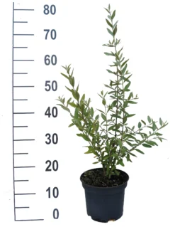 Silberblättrige Büffelbeere Sheperdia Argentea -Pflanzenhof Geschaft B ffelbeere weiss