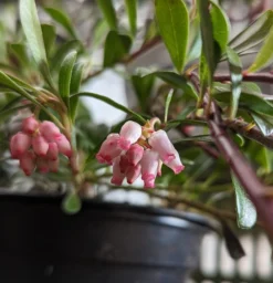 Echte Bärentraube Arctostaphylos Uva-ursi -Pflanzenhof Geschaft B rentraube Bl te