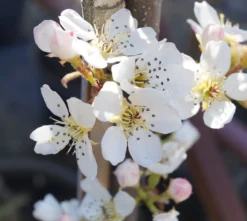 Titelseite -Pflanzenhof Geschaft BENITA