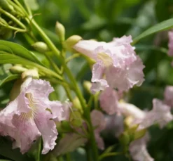 Sommerglocke / Baumoleander `Summer Bells´ Chitalpa Tashkentensis `Summer Bells´ -Pflanzenhof Geschaft Baumoleander Summer Bells 1