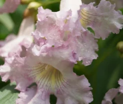 Sommerglocke / Baumoleander `Summer Bells´ Chitalpa Tashkentensis `Summer Bells´ -Pflanzenhof Geschaft Baumoleander Summer Bells 4