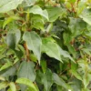 Bayernkiwi Männlich (Befruchtersorte) Actinidia Arguta