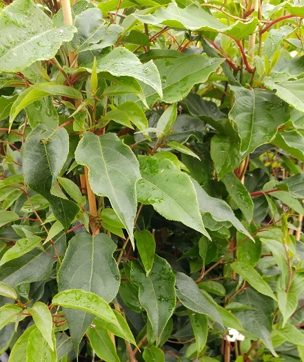 Bayernkiwi Männlich (Befruchtersorte) Actinidia Arguta 1 Bayernkiwi Männlich (Befruchtersorte) Actinidia Arguta