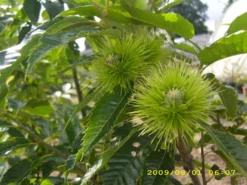 Esskastanie `Belle Epine´ Castanea Sativa `Belle Epine´ -Pflanzenhof Geschaft Belle Epine scaled