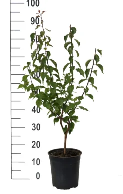 Japanische Zier-Aprikose `Beni-chi-dori´ Prunus Mume `Beni-chi-dori´ -Pflanzenhof Geschaft Beni chi dori Zieraprikose