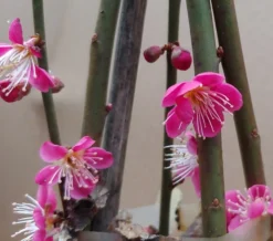 Japanische Zier-Aprikose `Beni-chi-dori´ Prunus Mume `Beni-chi-dori´ -Pflanzenhof Geschaft Benichidori