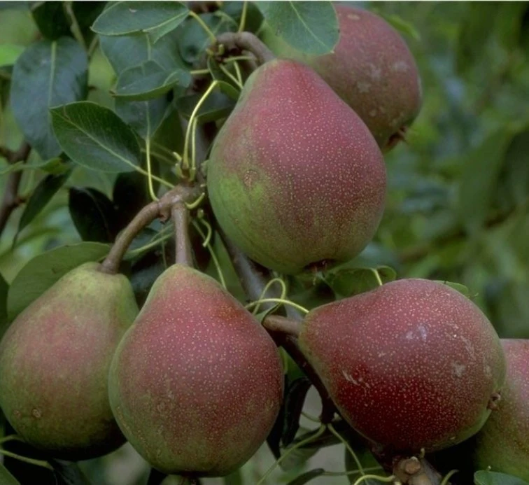Clapps Liebling Pyrus Communis `Clapp´s Liebling´ 1 Clapps Liebling Pyrus Communis `Clapp´s Liebling´