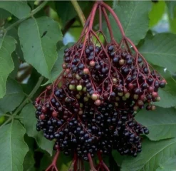 Holunder Haschberg Sambucus Nigra `Haschberg´ -Pflanzenhof Geschaft Bilder Green Base 075