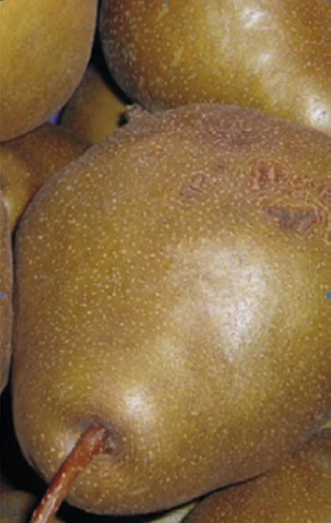 Uta Pyrus Communis `Uta´ 4 Uta Pyrus Communis `Uta´ – Bild 4