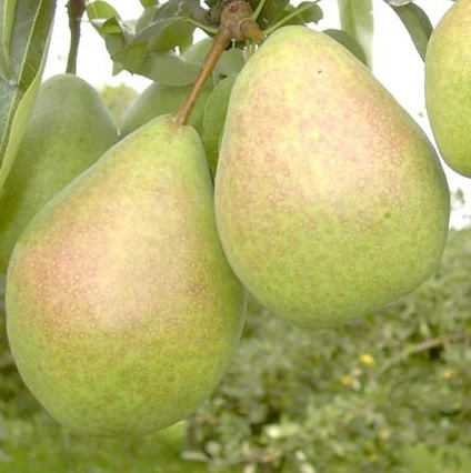 Zwergbirne `Luisa´ Pyrus Communis `Luisa´ 1 Zwergbirne `Luisa´ Pyrus Communis `Luisa´