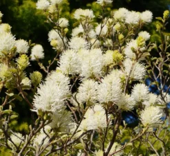 Großer Federbuschstrauch Fothergilla Major -Pflanzenhof Geschaft Bl te Fothergilla