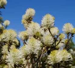 Großer Federbuschstrauch Fothergilla Major