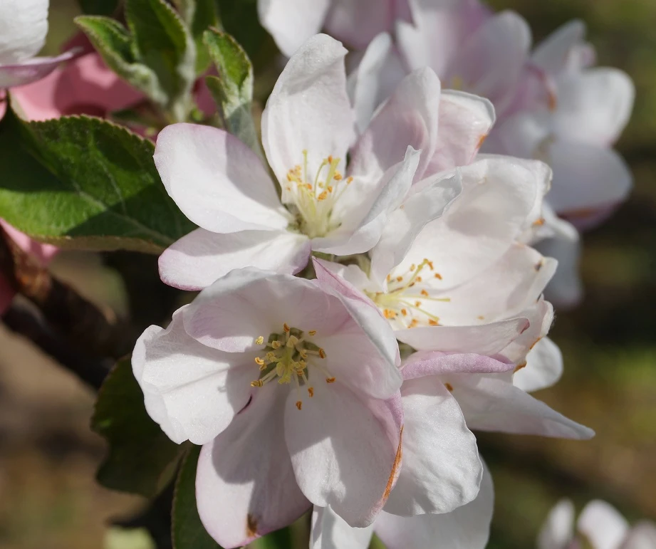 Säulenapfel `Goldcats´ Malus Domestica `Goldcats´ 2 Säulenapfel `Goldcats´ Malus Domestica `Goldcats´ – Bild 2