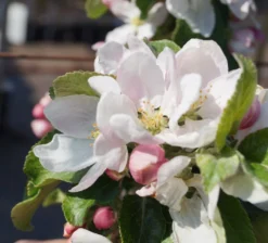 Holsteiner Cox Malus Domestica -Pflanzenhof Geschaft Bl te Holst Cox