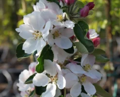 Säulenapfel `James Grieve Super Compact ®´ Malus Domestica `James Grieve Super Compact´ -Pflanzenhof Geschaft Bl te James Grieve Super Compact
