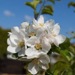 Zierapfel `Red Sentinel´ Malus `Red Sentinel´ -Pflanzenhof Geschaft Bl te Red Sentinel
