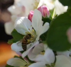 Säulenapfel `Rondo´ Malus Domestica `Rondo´ -Pflanzenhof Geschaft Bl te Rondo mit Biene