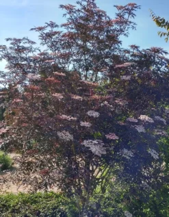 Holunder Black Lace ® Sambucus Nigra `Black Lace´ -Pflanzenhof Geschaft Blace Lace Strauch