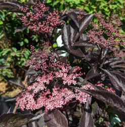 Rotblättriger Holunder `Black Beauty´ Sambucus Nigra `Black Beauty´ -Pflanzenhof Geschaft Black Beauty1