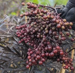 Holunder Black Lace ® Sambucus Nigra `Black Lace´ -Pflanzenhof Geschaft Black Lace Furcht