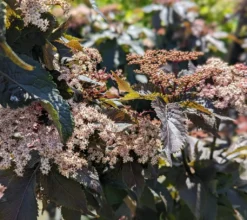 Holunder-Säule Black Tower (R) Sambucus Nigra `Black Tower´ 8 Holunder-Säule Black Tower (R) Sambucus Nigra `Black Tower´ -Pflanzenhof Geschaft Black Tower1