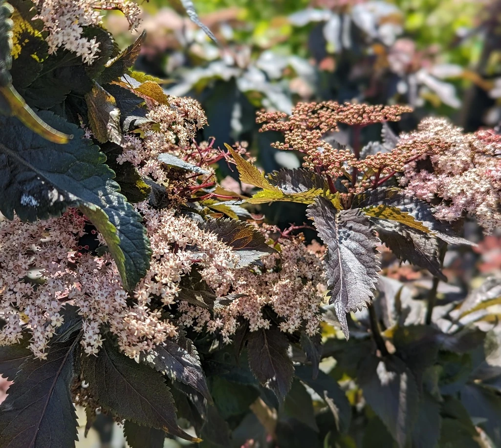 Holunder-Säule Black Tower (R) Sambucus Nigra `Black Tower´ 4 Holunder-Säule Black Tower (R) Sambucus Nigra `Black Tower´ – Bild 4