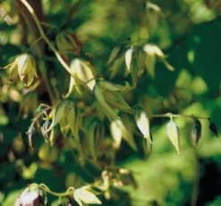 Titelseite -Pflanzenhof Geschaft Blauschote