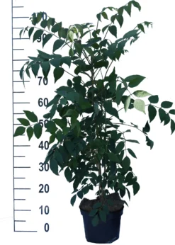 Blauschote / Blaugurkenbaum Decaisnea Fargesii 6 Blauschote / Blaugurkenbaum Decaisnea Fargesii -Pflanzenhof Geschaft Blauschote Decaisnea weiss