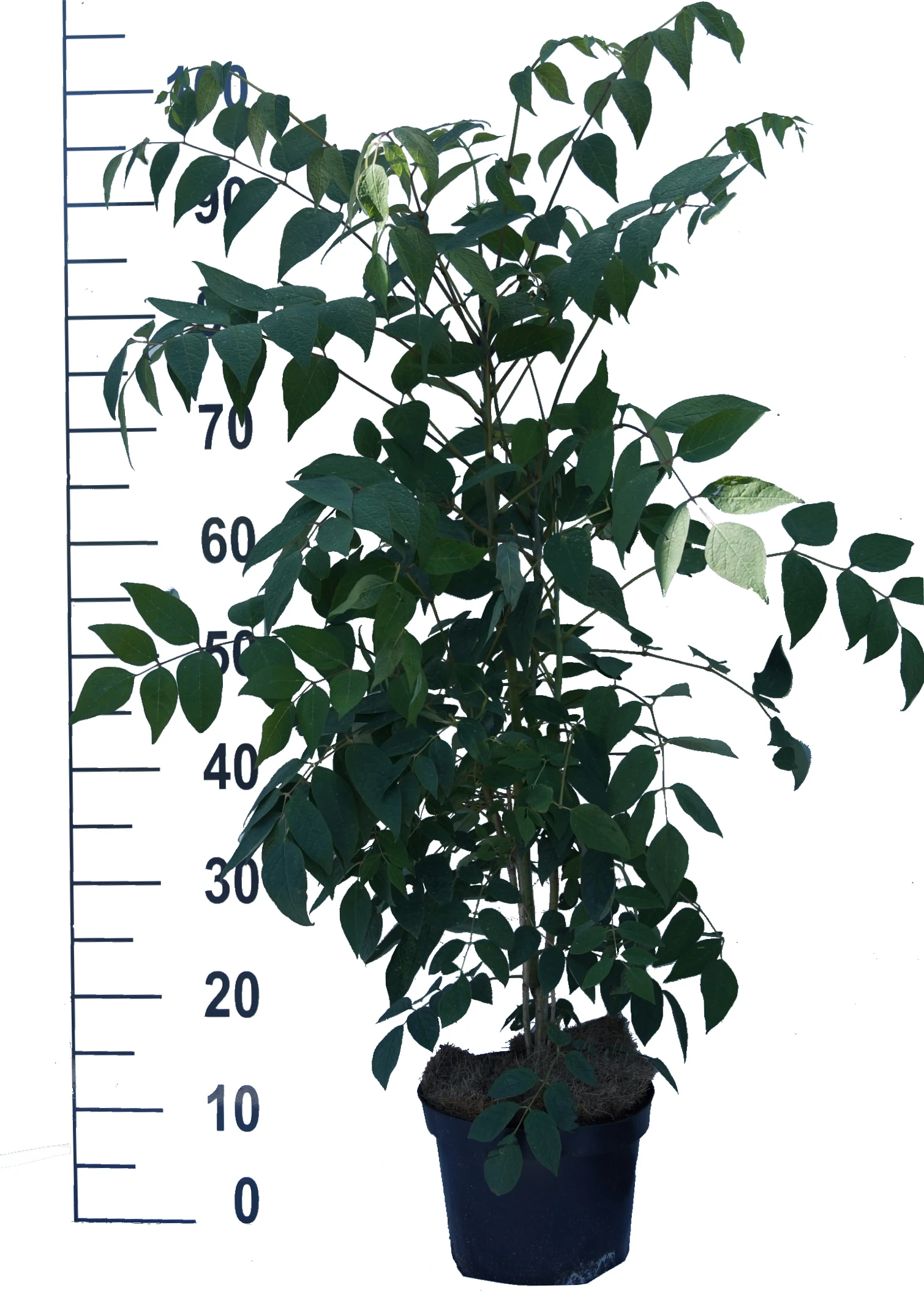 Blauschote / Blaugurkenbaum Decaisnea Fargesii 3 Blauschote / Blaugurkenbaum Decaisnea Fargesii – Bild 3