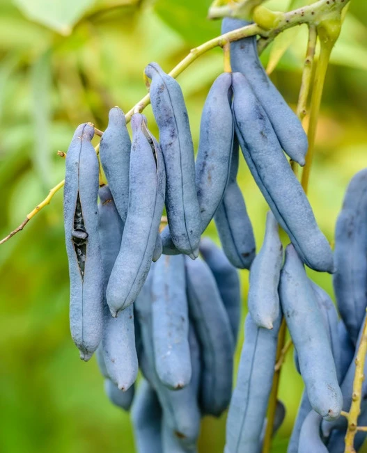 Blauschote / Blaugurkenbaum Decaisnea Fargesii 1 Blauschote / Blaugurkenbaum Decaisnea Fargesii