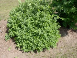 Sibirische Blaubeere "Blue Velvet" Lonicera Kamtschatica `Blue Velvet´ 5 Sibirische Blaubeere "Blue Velvet" Lonicera Kamtschatica `Blue Velvet´ -Pflanzenhof Geschaft Blue Velvet Kordes Jungpflanzen