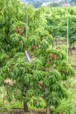 Zwergpfirsich `Bonanza´ Prunus Persica -Pflanzenhof Geschaft Bonanza
